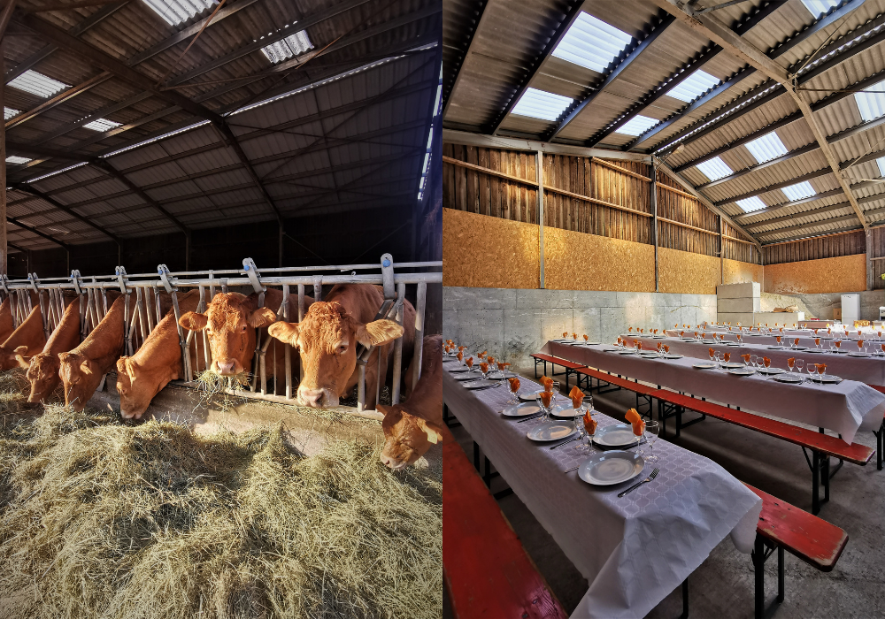 Vaches & Hangar